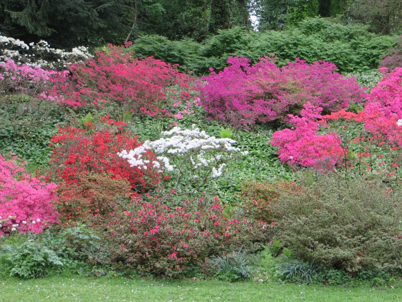 Rhododendron japonicum (1)